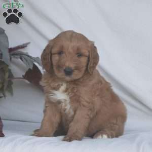 Harper, Goldendoodle Puppy